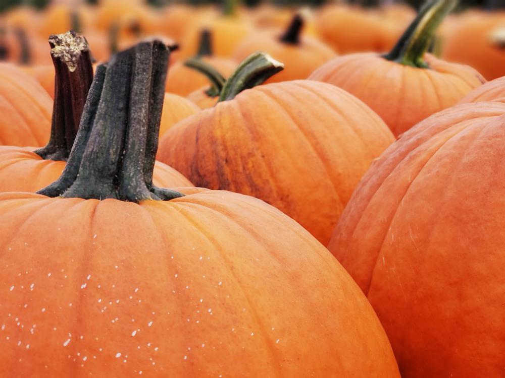 Pumpkin Patch Pumpkins Orange Pumpkins Halloween Pumpkin Patch Pumpkins Orange Pumpkins Halloween