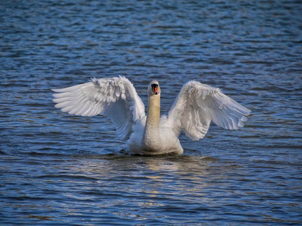 Swan Bird Plumage Rhine Alsace Nature Elegant Swan Bird Plumage Rhine Alsace Nature Elegant