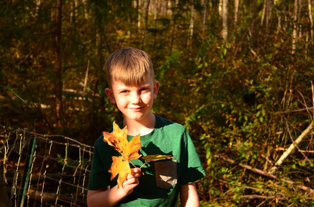 Nature Leaves Child Forest Leaf Trees Autumn Nature Leaves Child Forest Leaf Trees Autumn