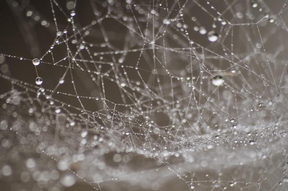 Dew Water Drop Droplets Dewdrop Spider Web Dew Water Drop Droplets Dewdrop Spider Web