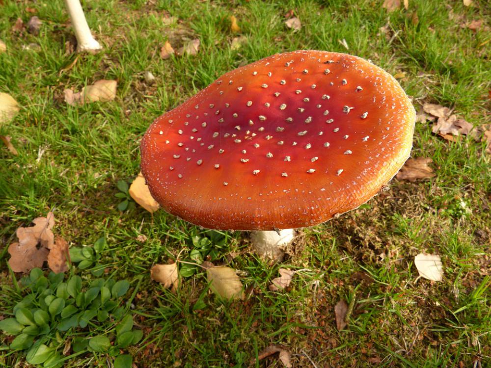 Fly Agaric Mushroom Toxic Nature Autumn Red Fly Agaric Mushroom Toxic Nature Autumn Red