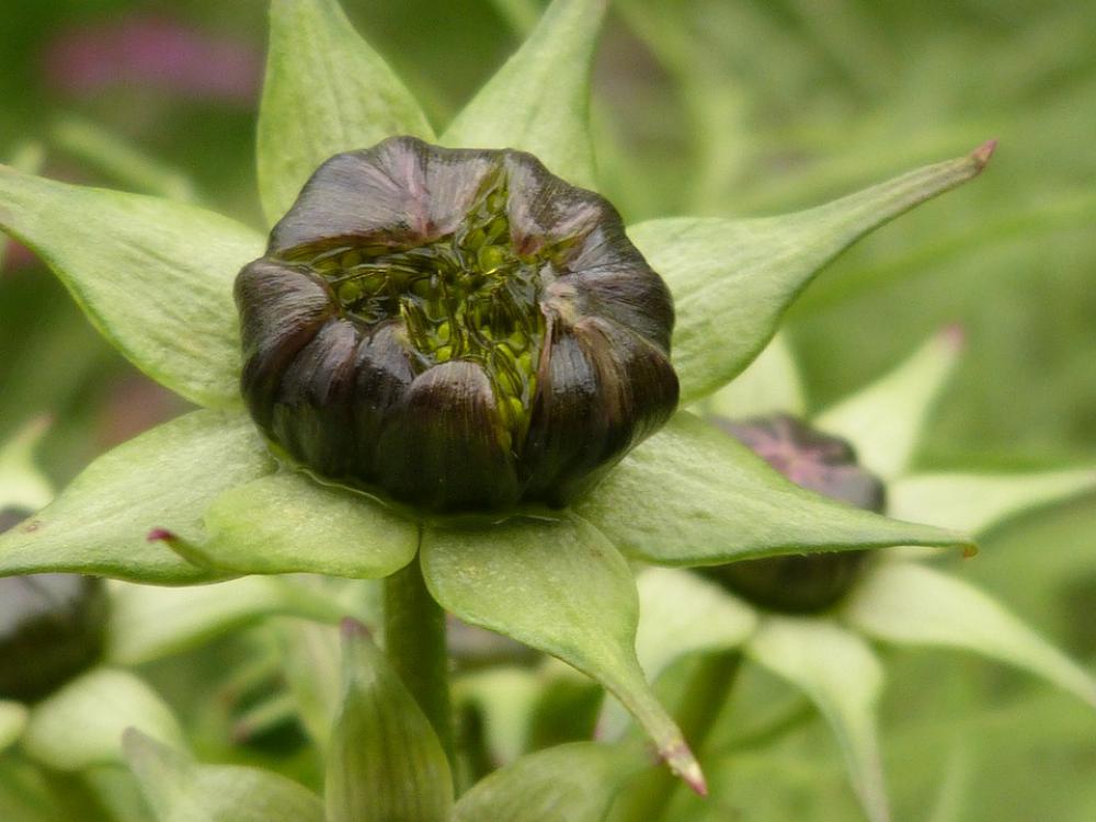 Macro Close Up Flower Blossom Bloom Closed Plant Macro Close Up Flower Blossom Bloom Closed Plant