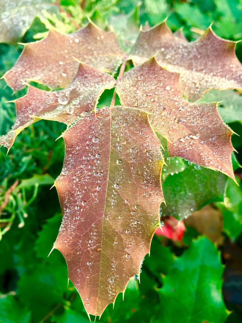 Dew Leaves Drop Drip Nature Macro Water Rain Dew Leaves Drop Drip Nature Macro Water Rain