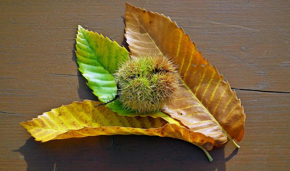 Chestnut Edible Foliage Barbed In The Fall Fruit Chestnut Edible Foliage Barbed In The Fall Fruit