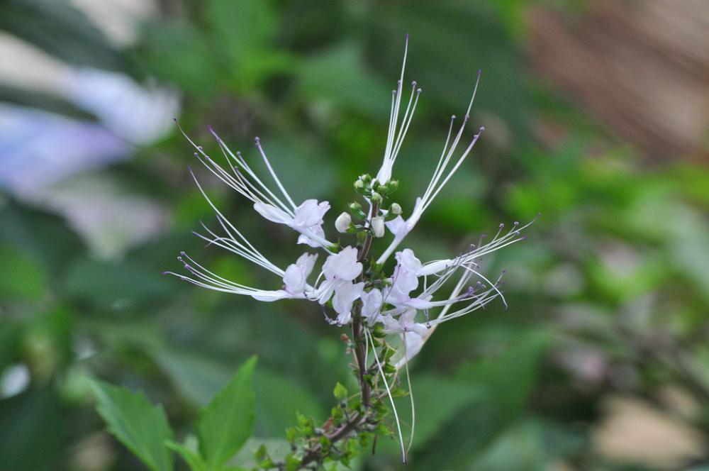 Beautiful Flower Cute Flower White Flower Beautiful Flower Cute Flower White Flower
