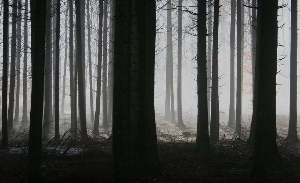Forest Trees Fog Autumn Gloomy Mysterious Forest Trees Fog Autumn Gloomy Mysterious