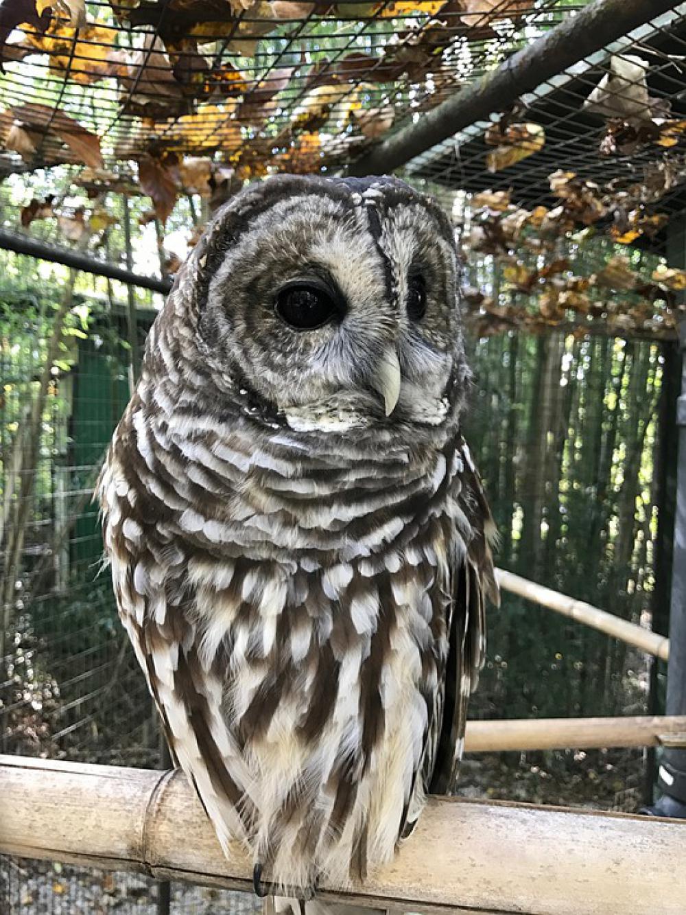 Owl Bird Nature Animal Eyes Wildlife Feather Owl Bird Nature Animal Eyes Wildlife Feather