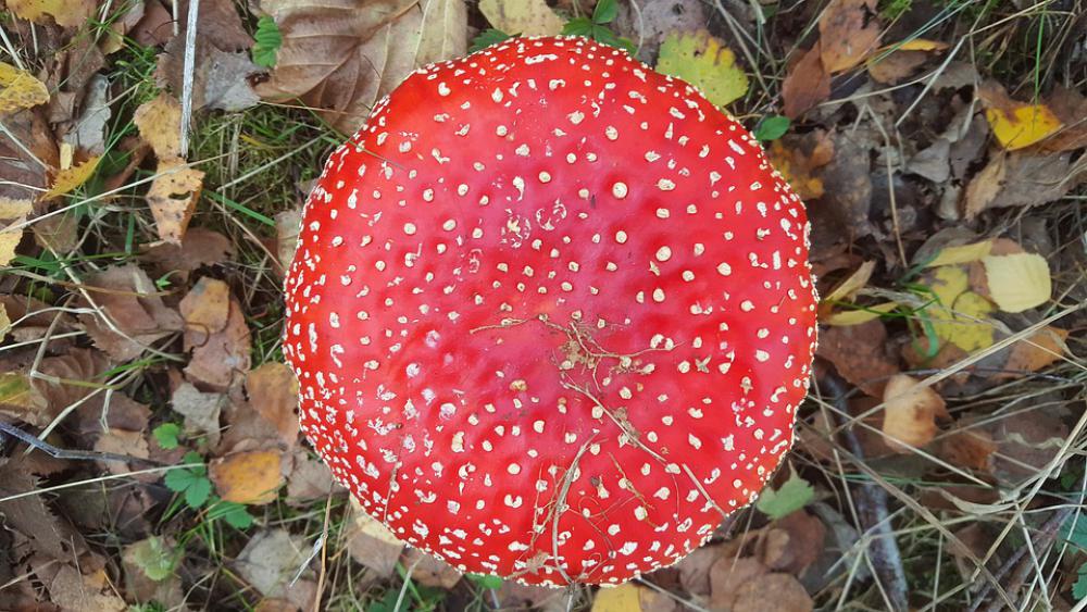 Amanita Mushroom Forest Red Poisonous Amanita Mushroom Forest Red Poisonous