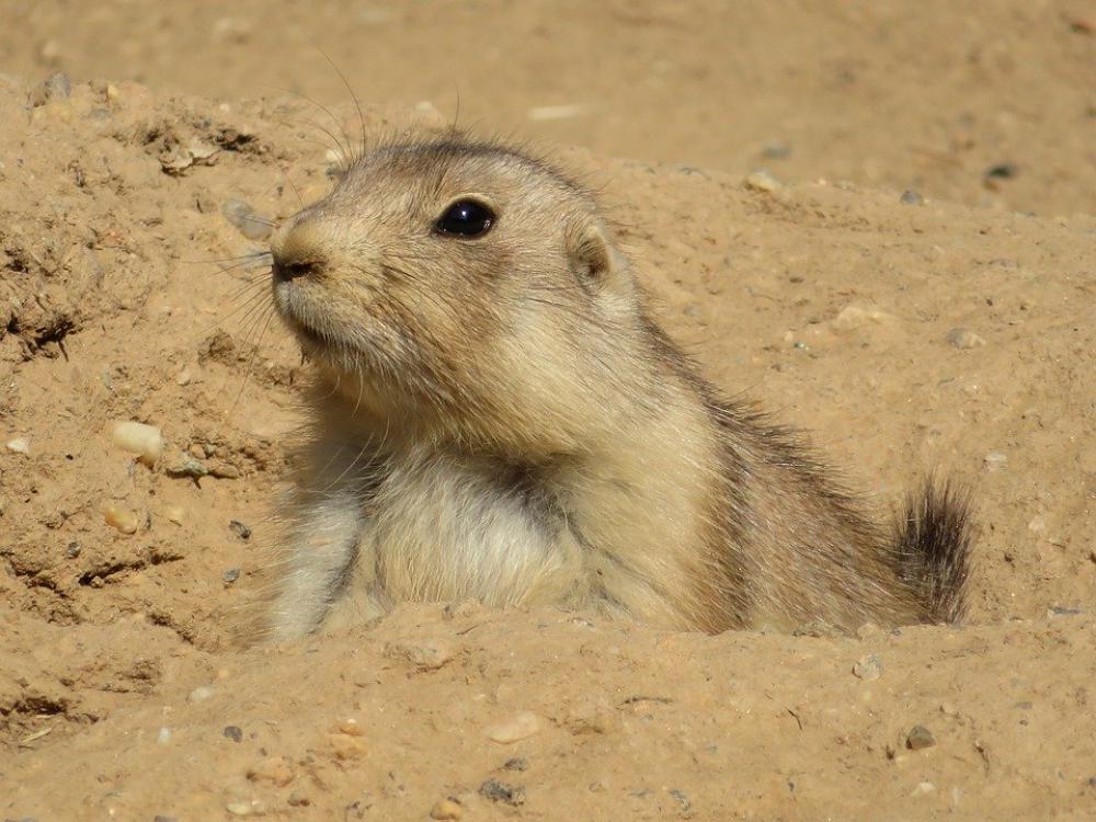 Prairie Dog Animal Nature Rodent Cute Gophers Zoo Prairie Dog Animal Nature Rodent Cute Gophers Zoo