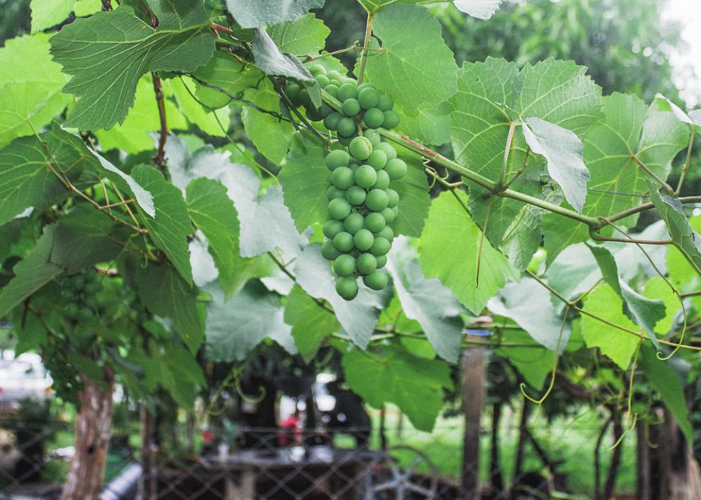 Uva Horta Fruit Nature Health Power Supply Plants Uva Horta Fruit Nature Health Power Supply Plants