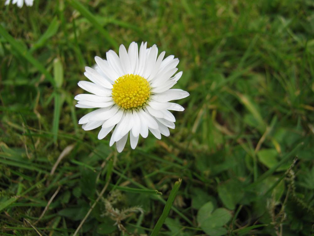 Daisy Flower Nature Blossom Bloom Summer White Daisy Flower Nature Blossom Bloom Summer White