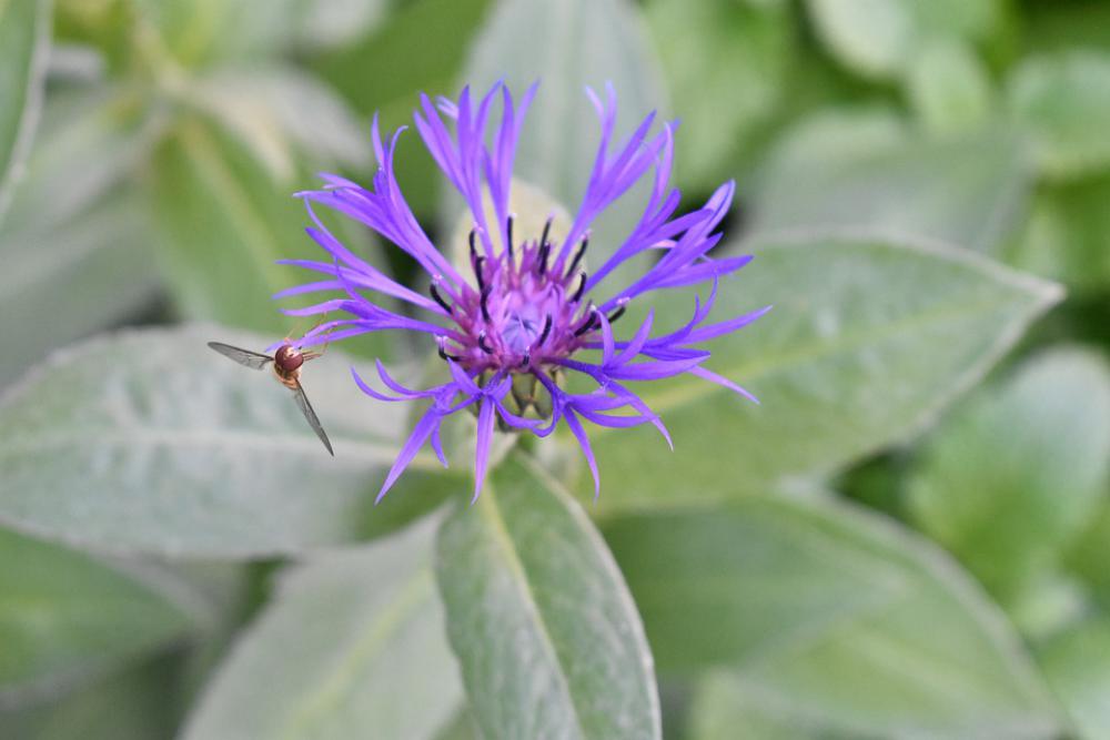 Insect Flower Pollen Summer Garden Bloom Blossom Insect Flower Pollen Summer Garden Bloom Blossom