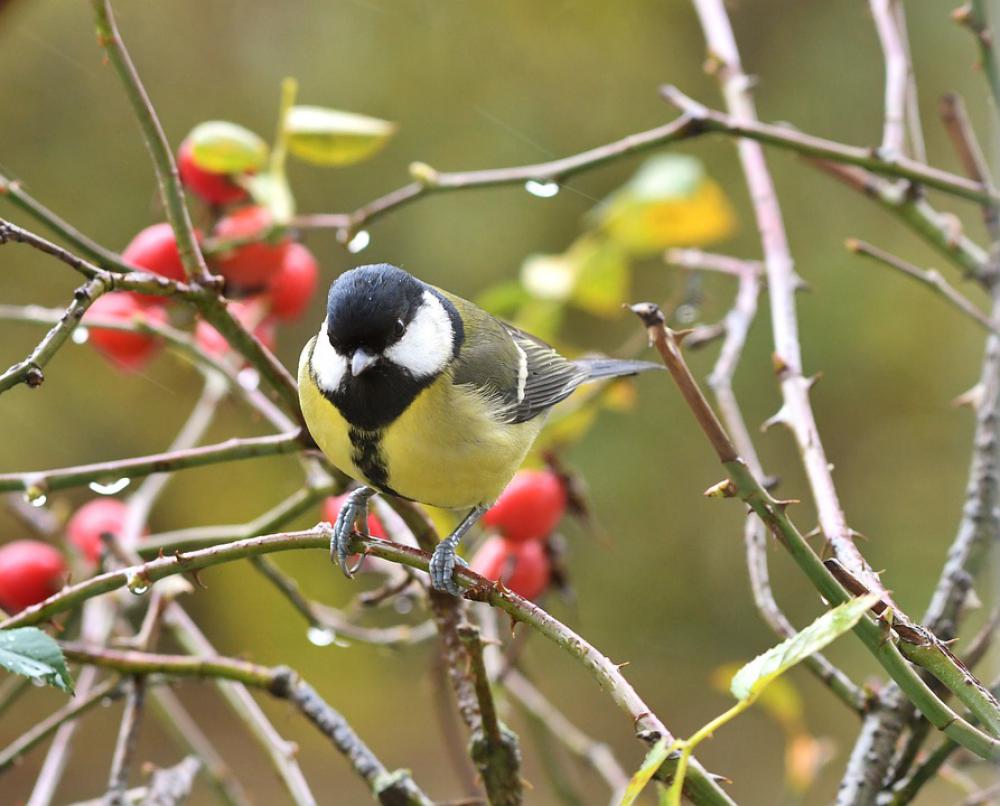Great Tit Bird Yellow Tit Songbird Rosehips Bush Great Tit Bird Yellow Tit Songbird Rosehips Bush