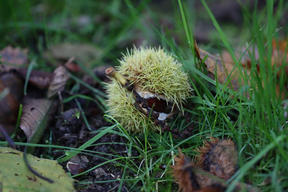 Chestnut Fruit Autumn Power Eatables Food Chestnut Fruit Autumn Power Eatables Food