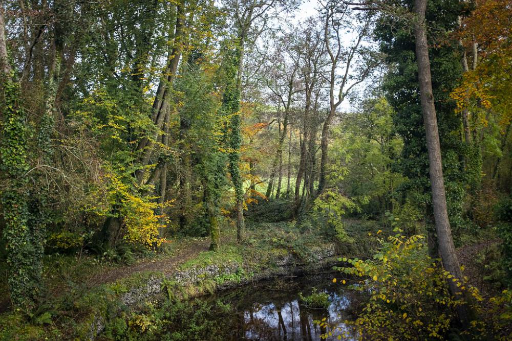 Cork Ballincollig Forest Nature Park Autumn Cork Ballincollig Forest Nature Park Autumn