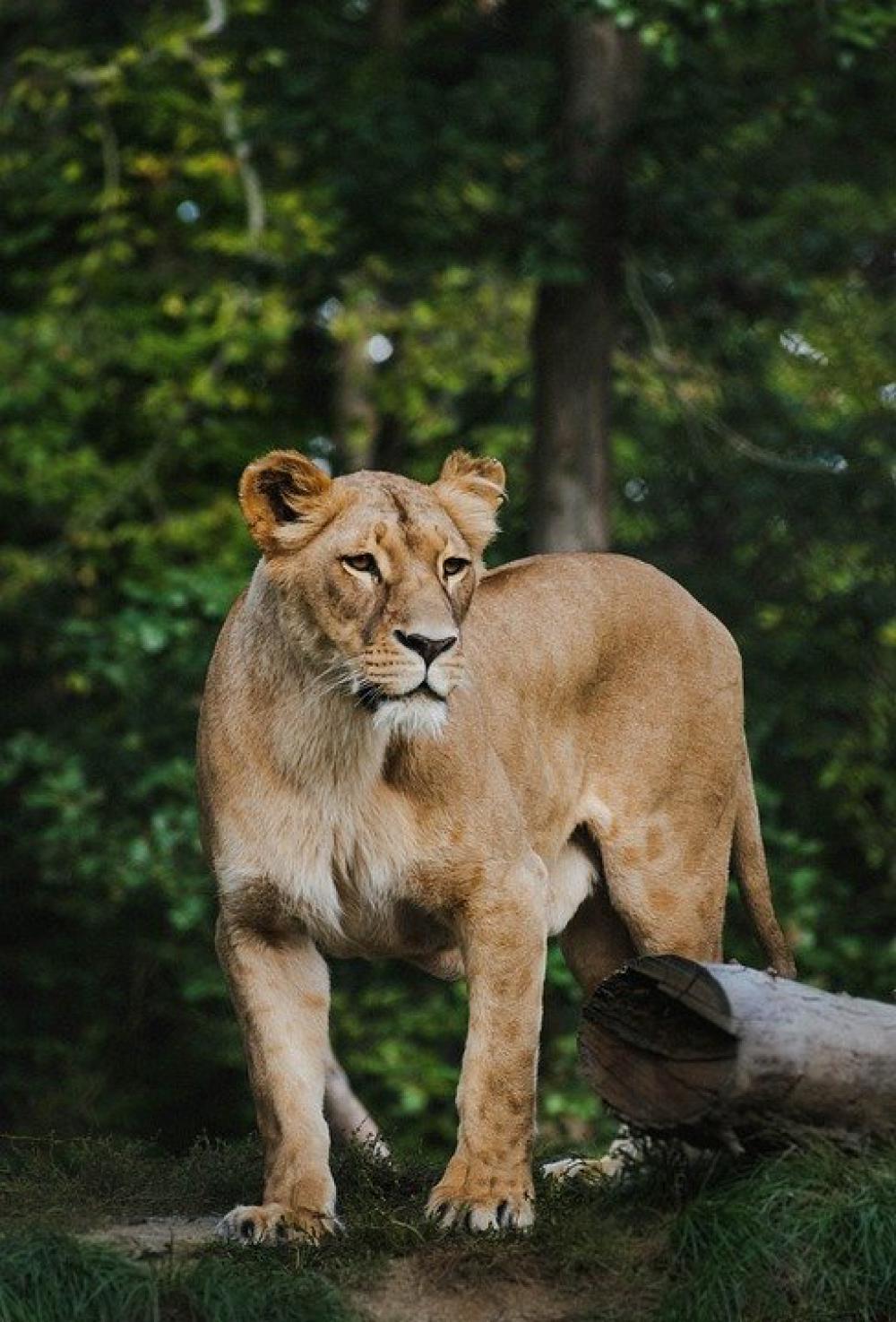 The Lion Lioness Zoo Cat Animal Wilderness The Lion Lioness Zoo Cat Animal Wilderness