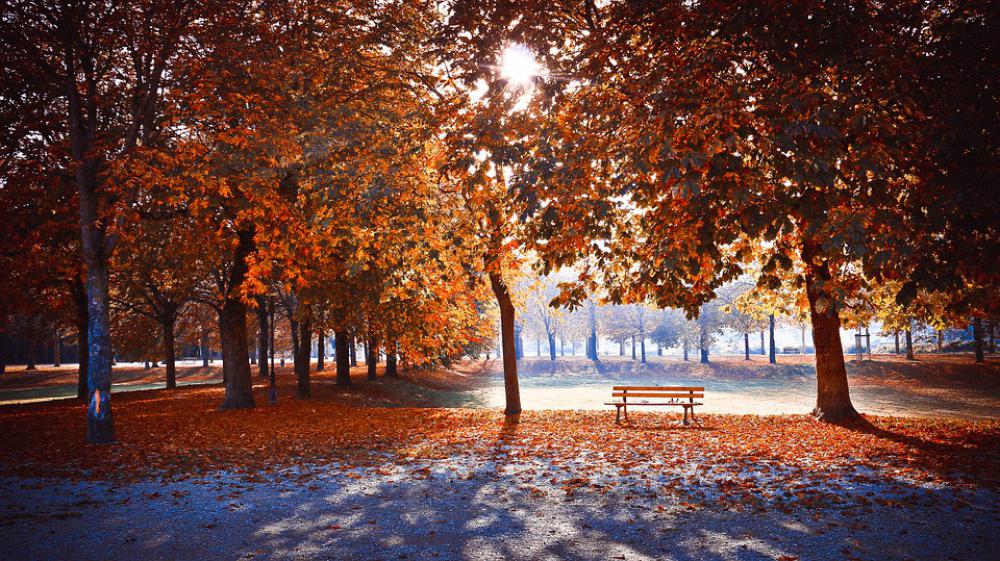 Landscape Fall Sun Ochre Orange Leaves Leaf-Fall Landscape Fall Sun Ochre Orange Leaves Leaf-Fall