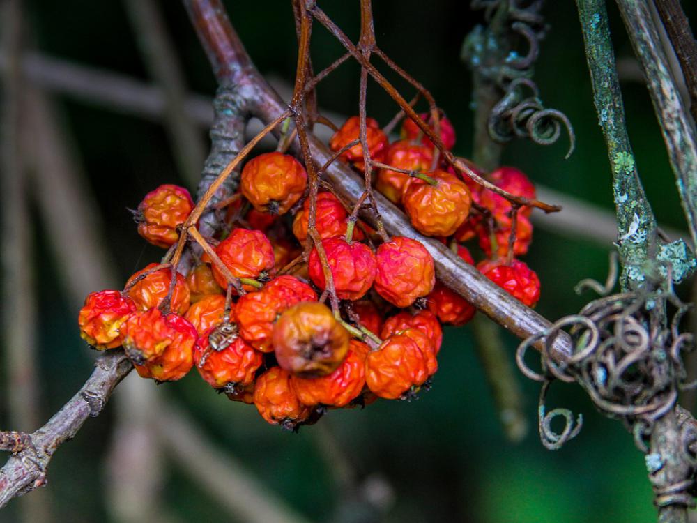 Rowanberries Autumn Nature Fruits Sorbus Aucuparia Rowanberries Autumn Nature Fruits Sorbus Aucuparia