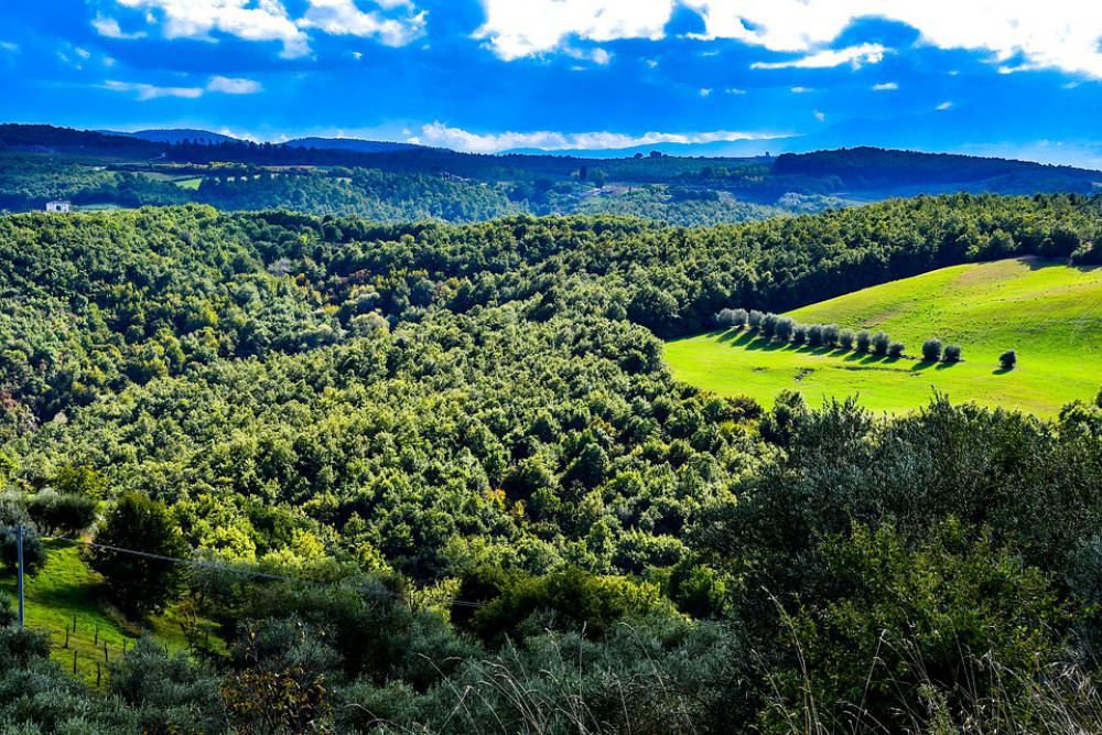 Olive Italy Grove Mediterranean Green Agriculture Olive Italy Grove Mediterranean Green Agriculture