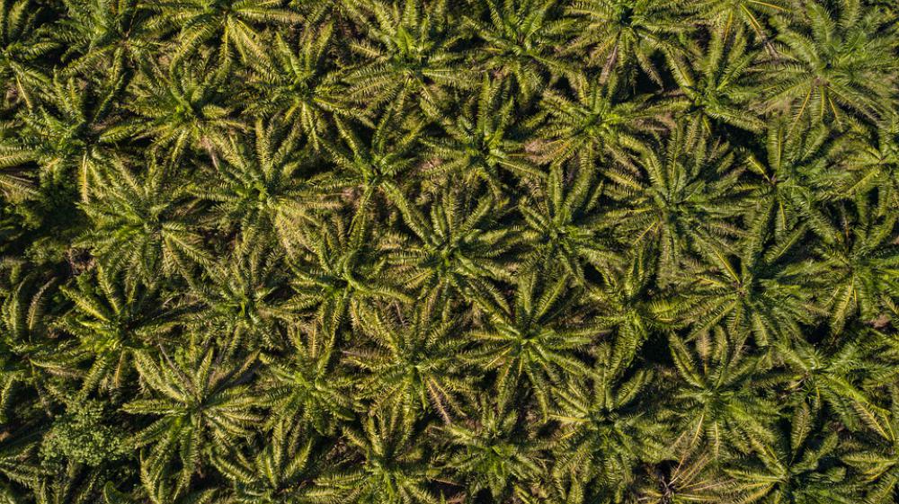 African Palm Cultivation Palm Fruit Air African Palm Cultivation Palm Fruit Air