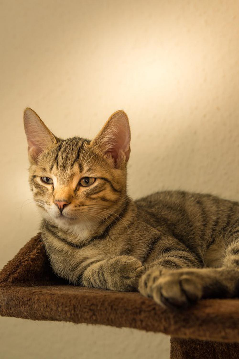 Cat Small Mackerel Kitten Domestic Cat Pet Cute Cat Small Mackerel Kitten Domestic Cat Pet Cute