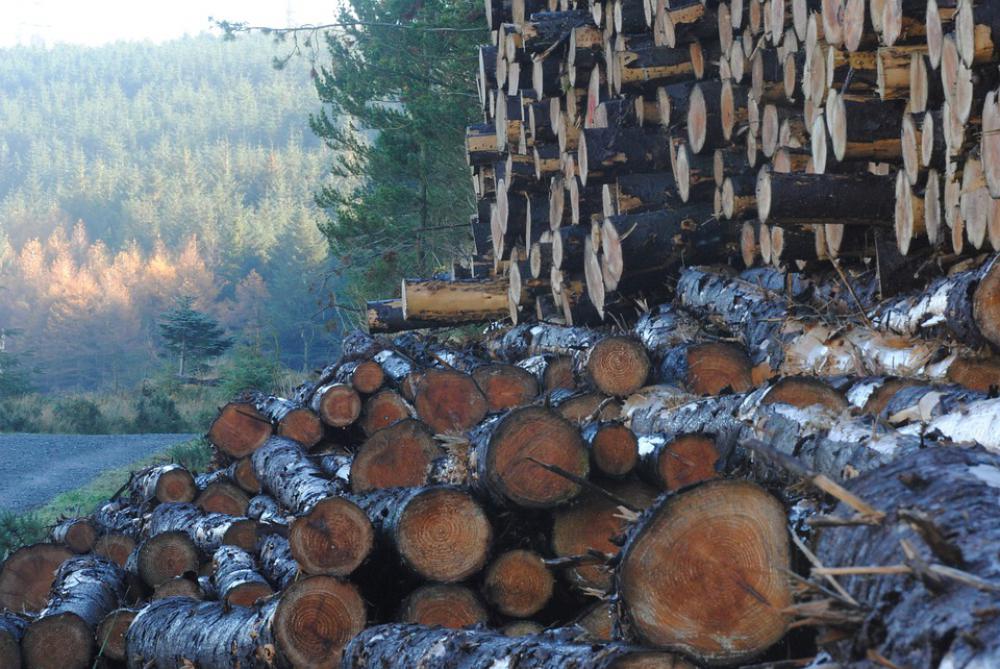 Wood Lumber Forest Timber Brown Pinewood Pine Wood Lumber Forest Timber Brown Pinewood Pine