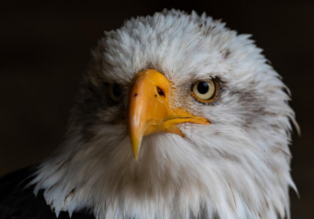 Bald Eagle Raptor Bird Of Prey Yellow Eye Hawk Eye Bald Eagle Raptor Bird Of Prey Yellow Eye Hawk Eye