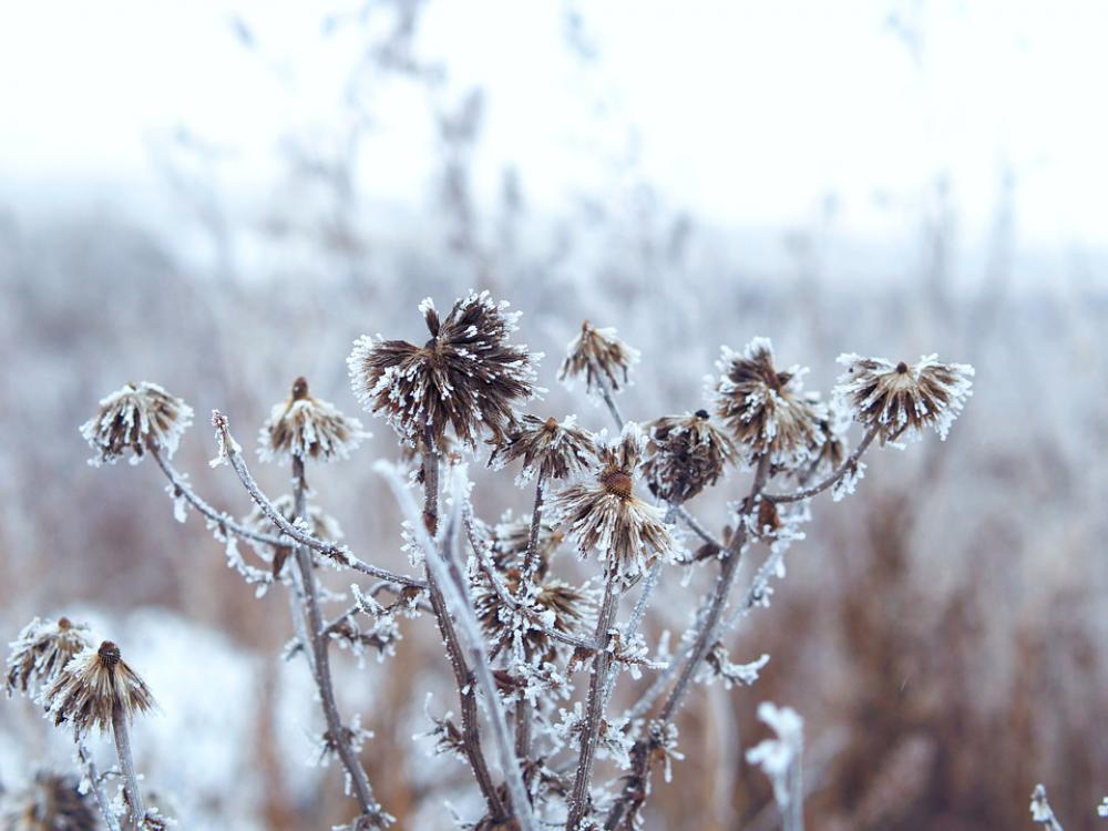 Winter Landscape Snow Nature Grass Coldly Cold Winter Landscape Snow Nature Grass Coldly Cold