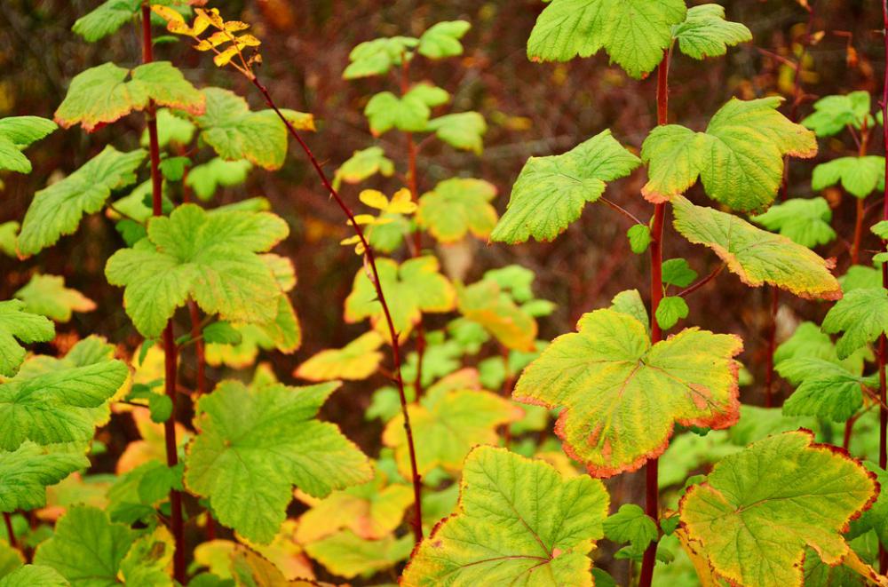 Green Leaves Plants Nature Leaf Spring Tree Green Leaves Plants Nature Leaf Spring Tree