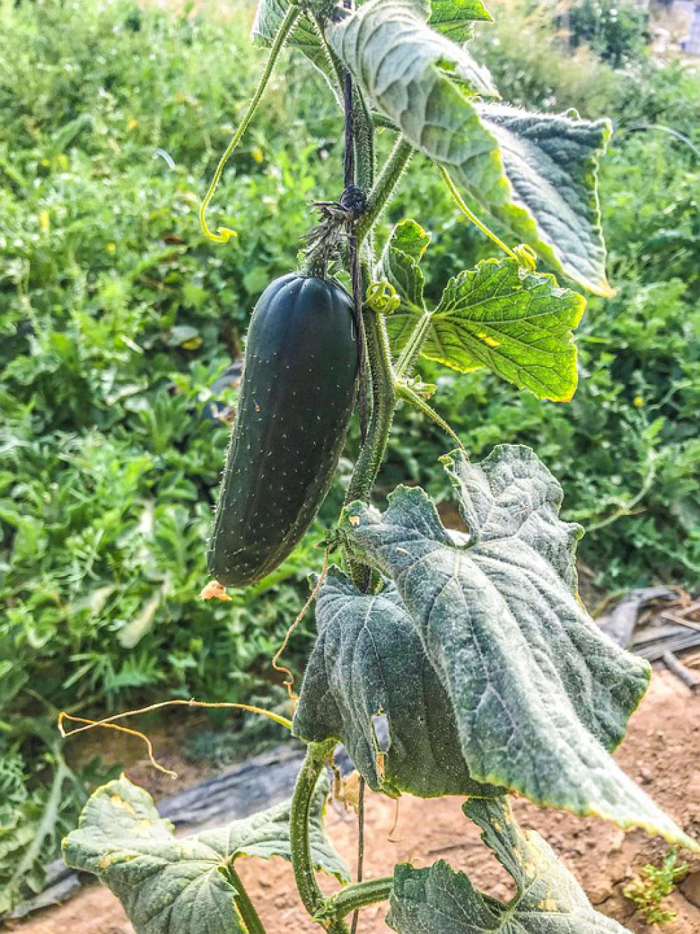 Cucumber Orchard Vegetables Food Green Vegetable Cucumber Orchard Vegetables Food Green Vegetable