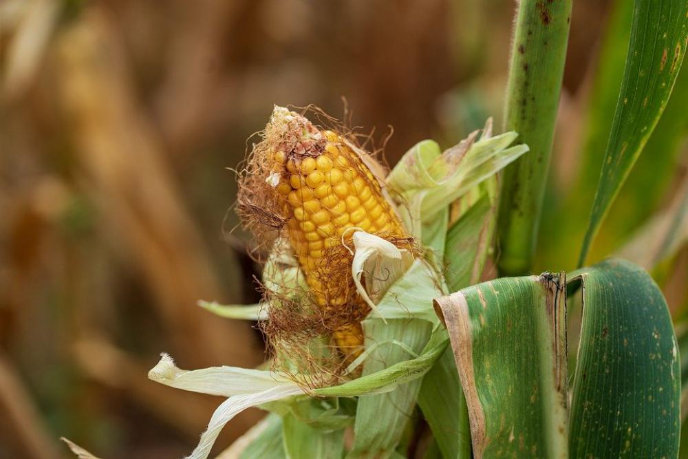 Corn Field Farm Agriculture Nature Plant Harvest Corn Field Farm Agriculture Nature Plant Harvest