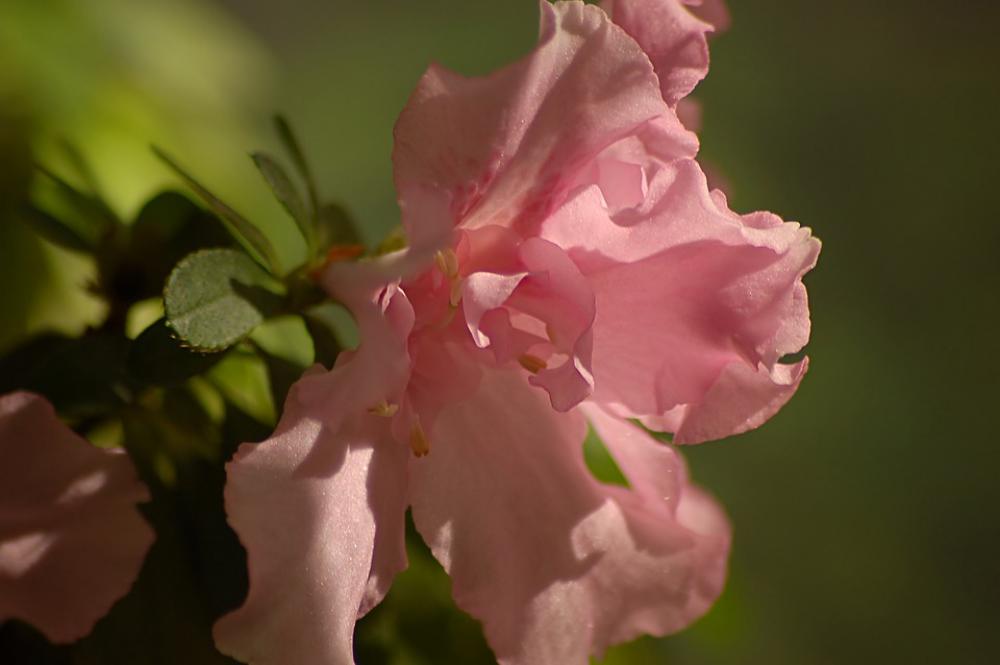 Flower Pink Azalea Green Leaves Macro Light Flower Pink Azalea Green Leaves Macro Light