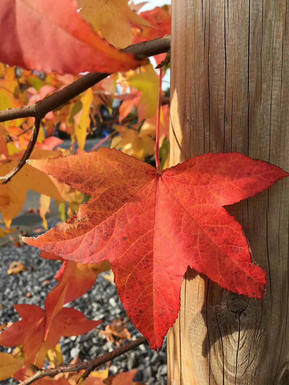 Autumn Fall Foliage Red Green Maple Wine Leaf Autumn Fall Foliage Red Green Maple Wine Leaf