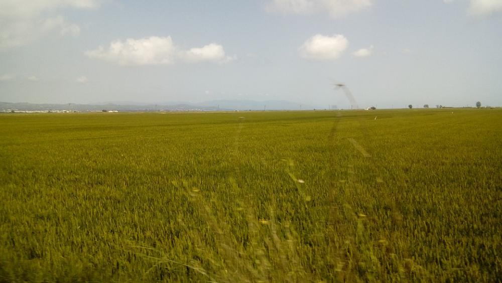 Field Nature Green Paddy Field Nature Green Paddy