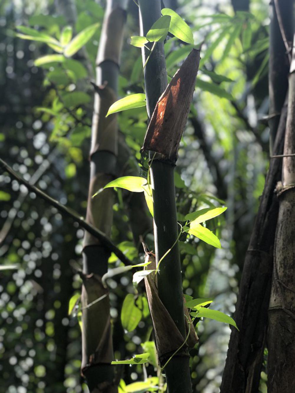 Vine Bamboo Grass Coco Tree Province Bentre Vine Bamboo Grass Coco Tree Province Bentre