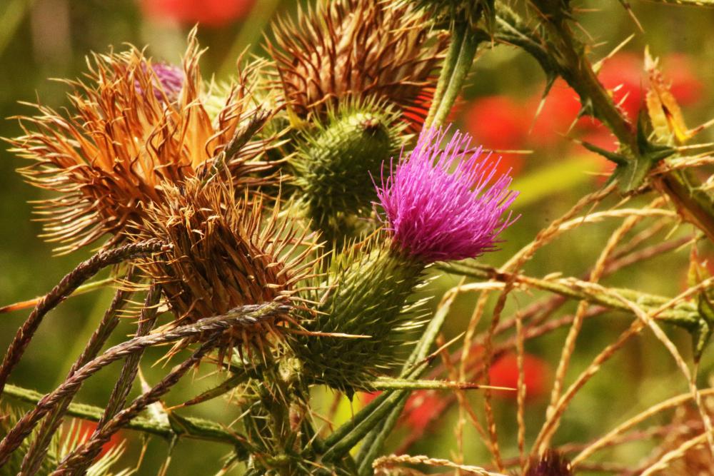 Pink Thistle Flower With Dry Flower Pink Thistle Flower With Dry Flower
