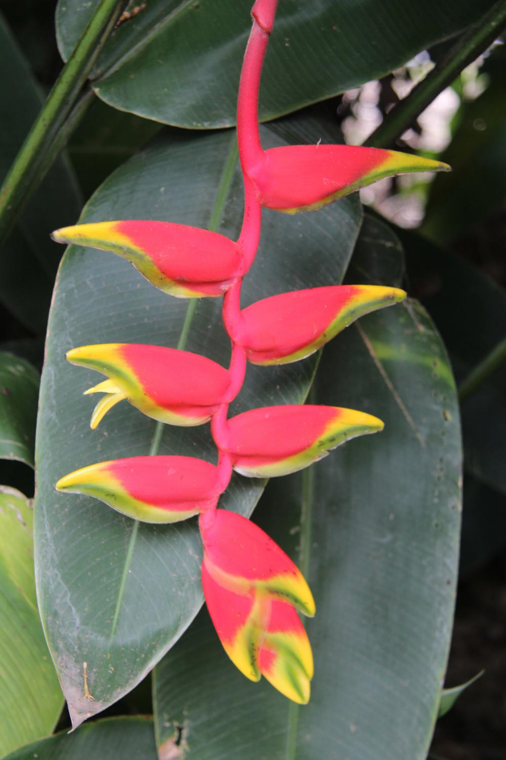 Parrot Flower Parrot Flower