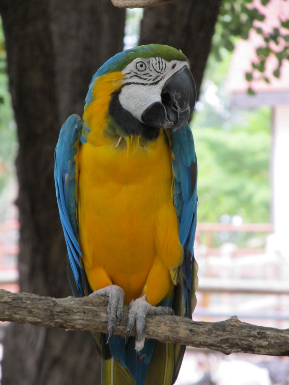 Parrot Parrot