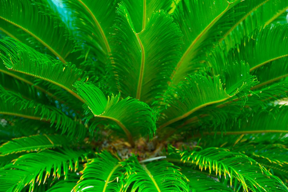 Palm Tree Palm Tree