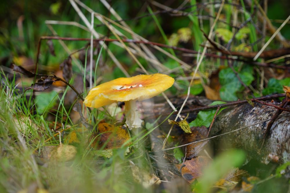 Toxic Mushroom, Danger Toxic Mushroom, Danger
