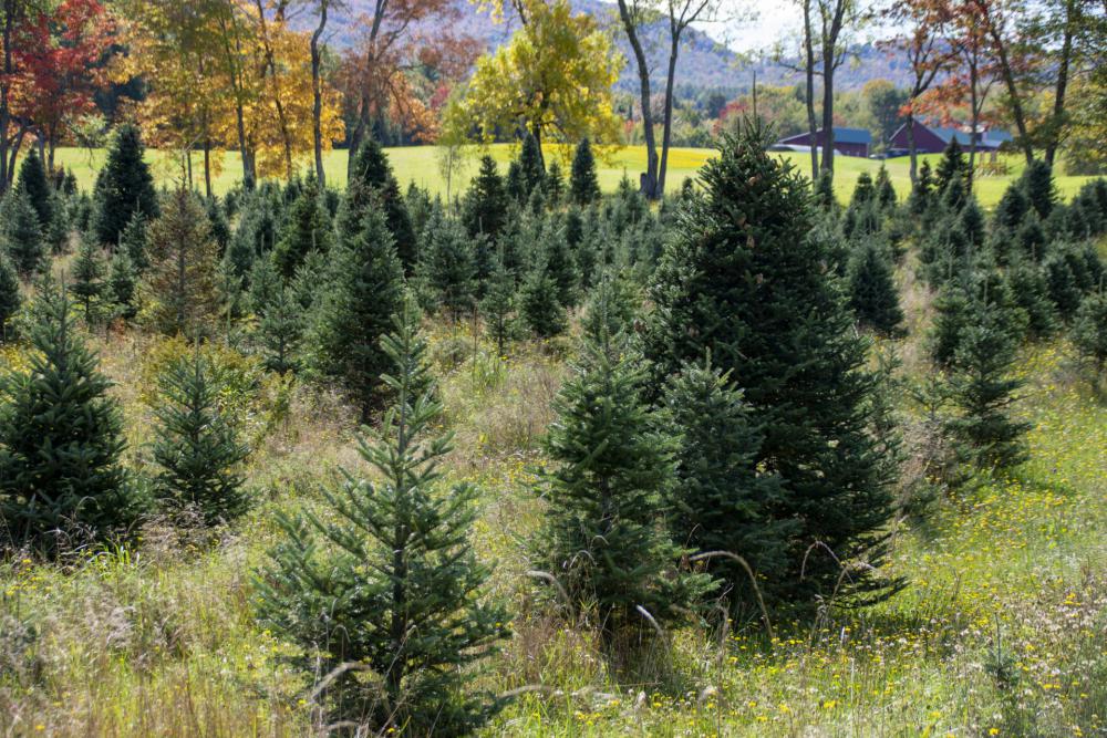 Christmas Tree Farm Christmas Tree Farm