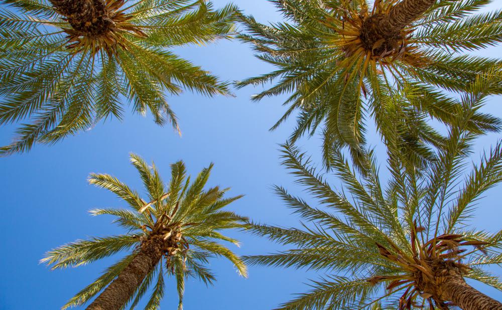 Palm Tree Palm Tree