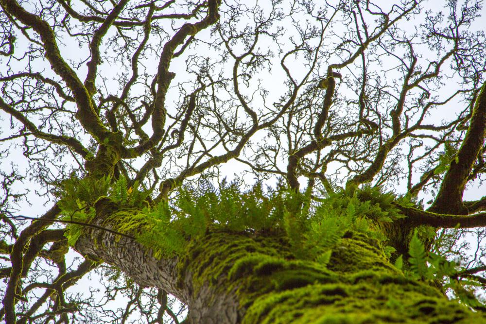Old Tree Old Tree