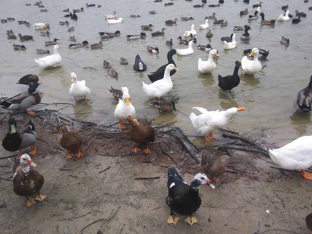Group Of Geese And Ducks Group Of Geese And Ducks