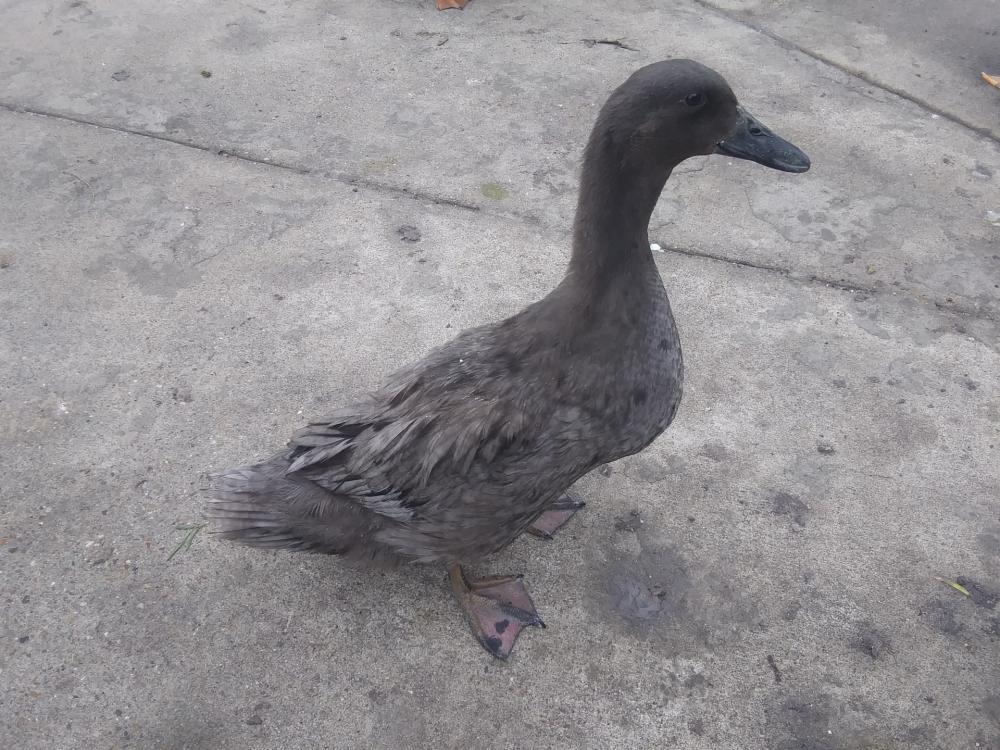 Amateur Cute Young Duck Amateur Cute Young Duck