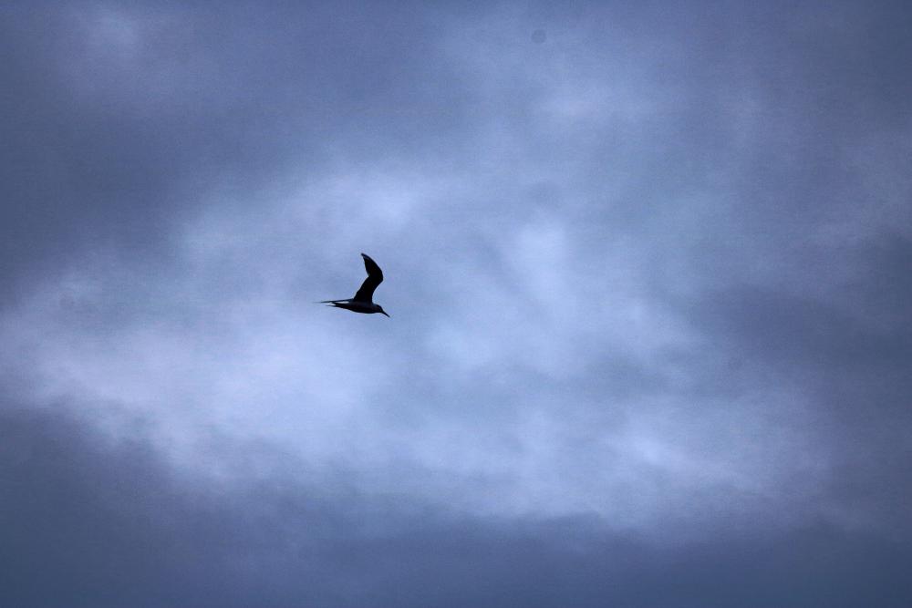 Flying Tern Against The Sky Flying Tern Against The Sky