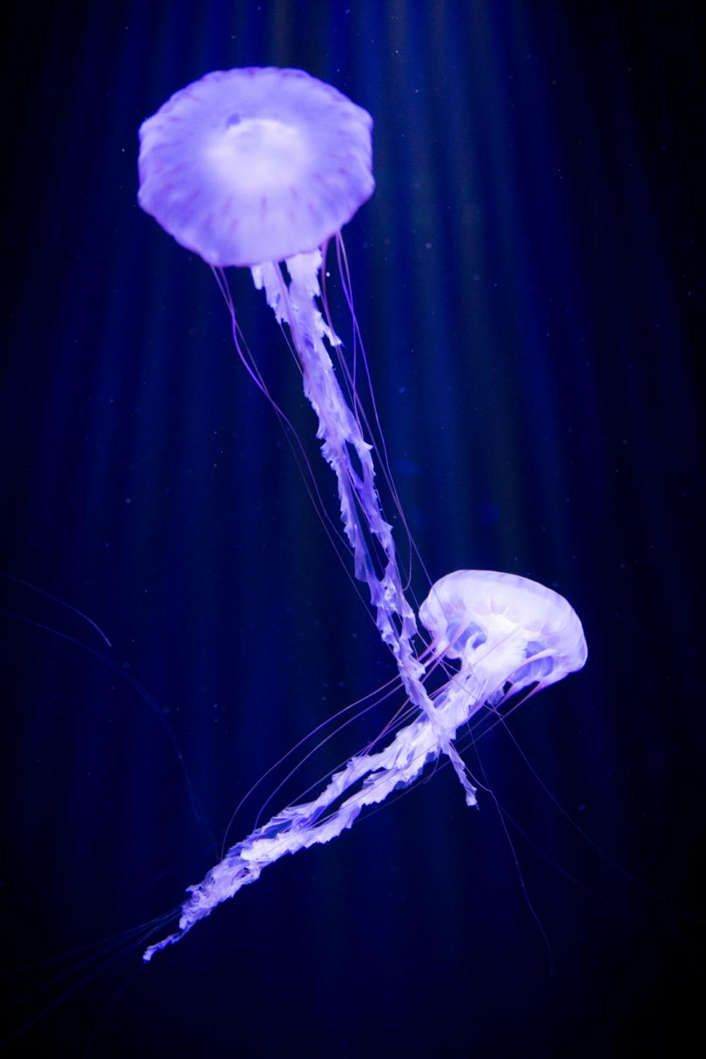 Jellyfish Jellyfish