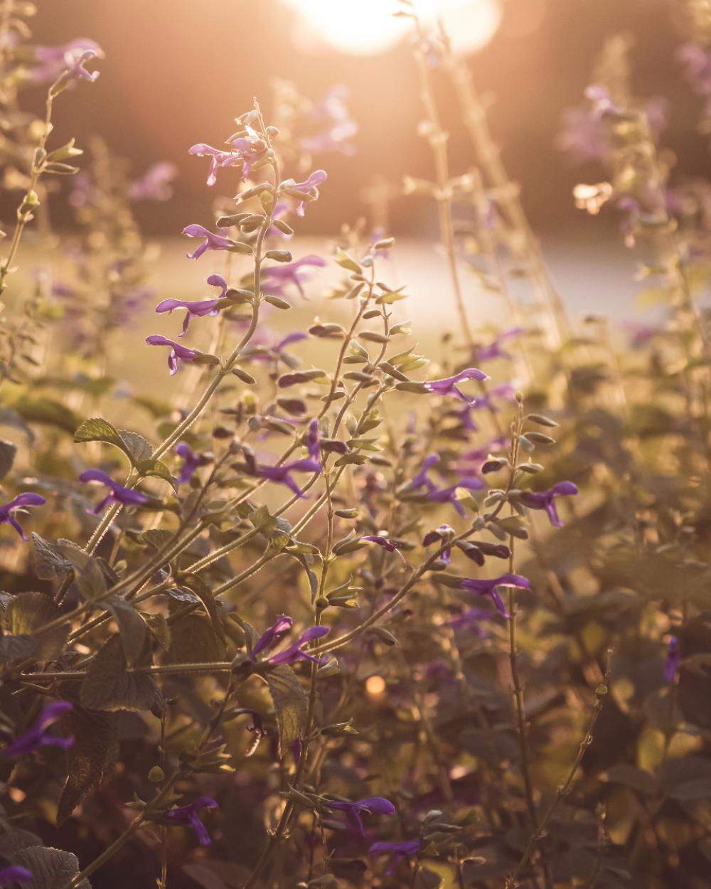 purple flowers sunlight nature garden purple flowers sunlight nature garden