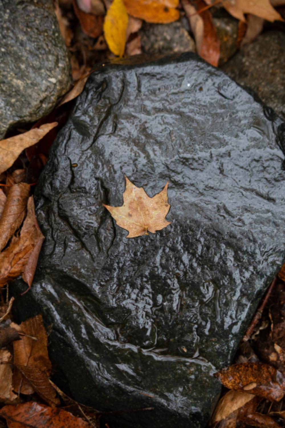 lone autumn leaf fall foliage lone autumn leaf fall foliage