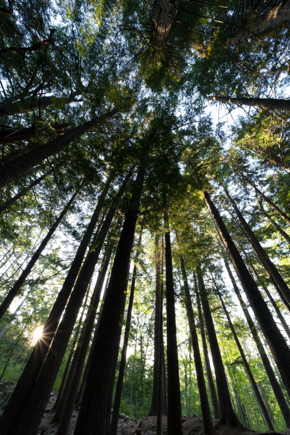 forest sky view tall trees forest sky view tall trees